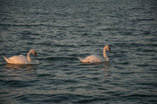 Free Two majestic swans gracefully swimming on a tranquil lake in Hungary during daylight. Stock Photo