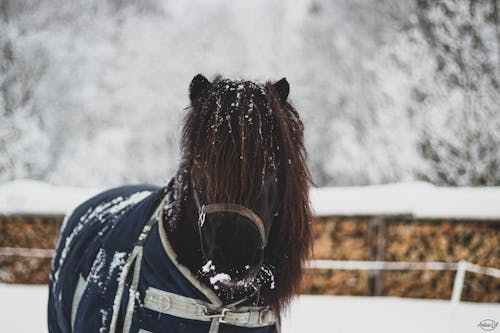 Gratis arkivbilde med hest, vinter