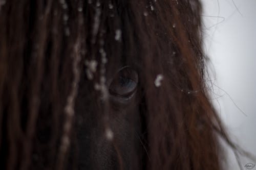 Gratis arkivbilde med hest, øye