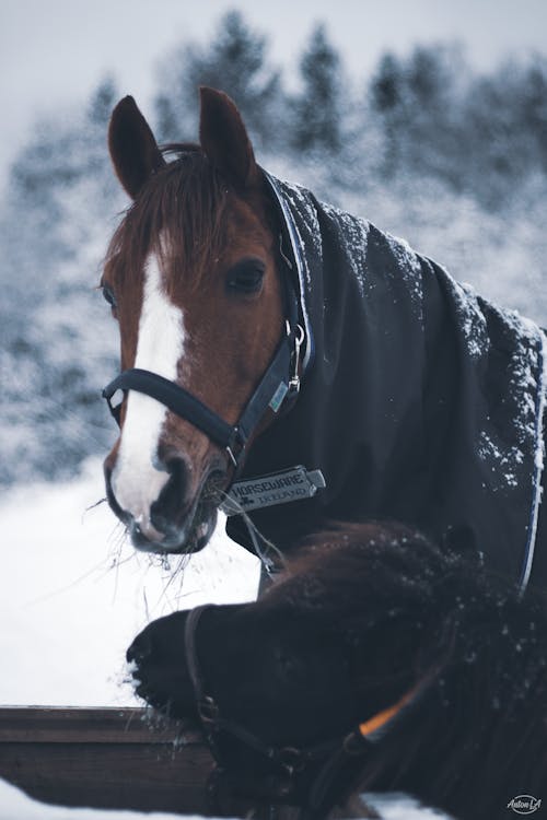 Gratis arkivbilde med hest, vinter