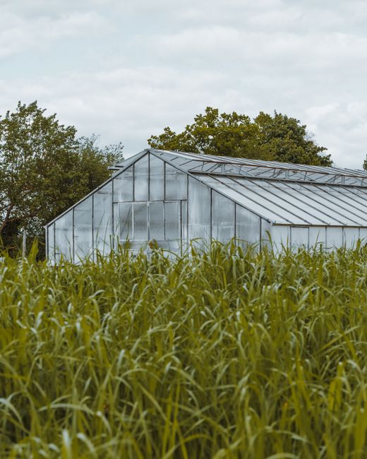 A serene rural landscape showcasing a greenhouse amid thriving crops and lush greenery under a summer sky.