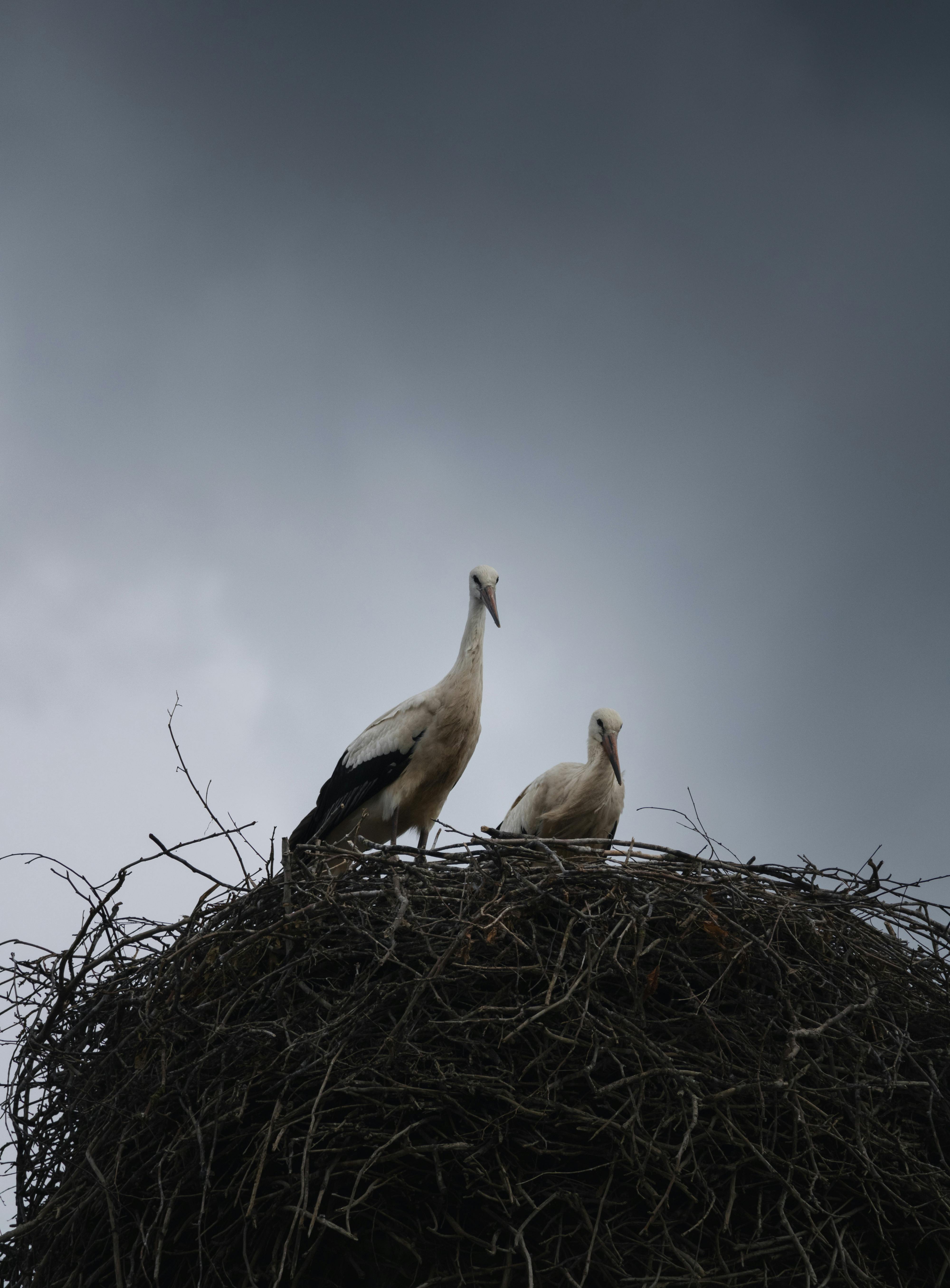 two storks are standing on top of a nest