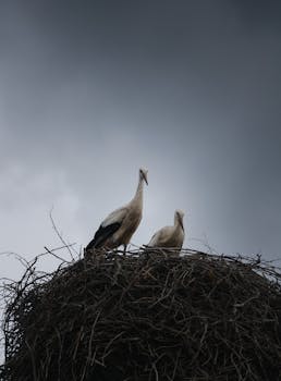 A pair of storks nesting under a dark, overcast sky, symbolizing wilderness and natural habitat.
