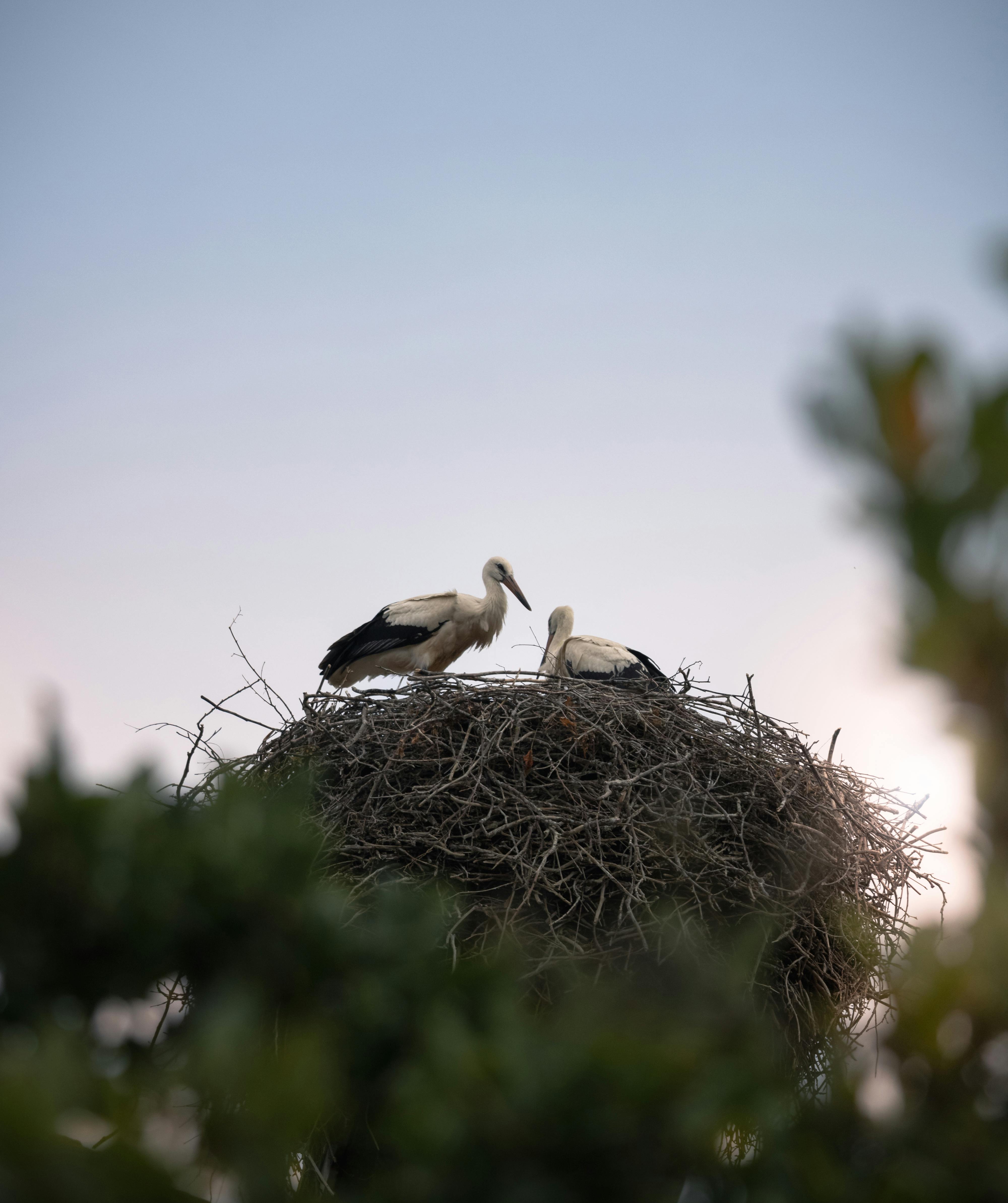 Two storks are sitting on top of a nest · Free Stock Photo
