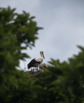 A serene image of storks nesting amid verdant foliage, captured in natural daylight.