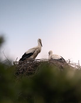 Two storks perched in their nest, symbolizing wildlife and nature's harmony.