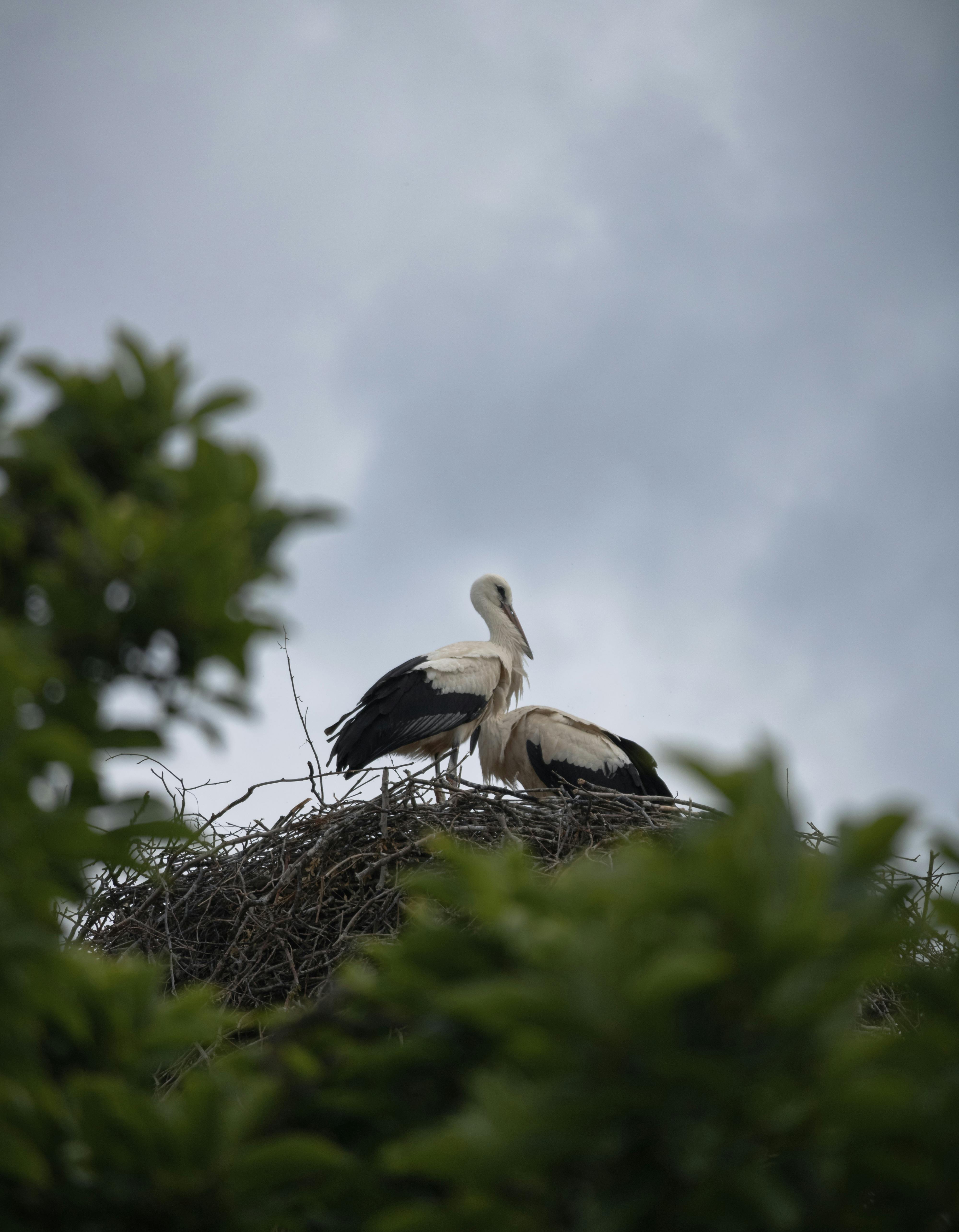 two storks are sitting on top of a nest