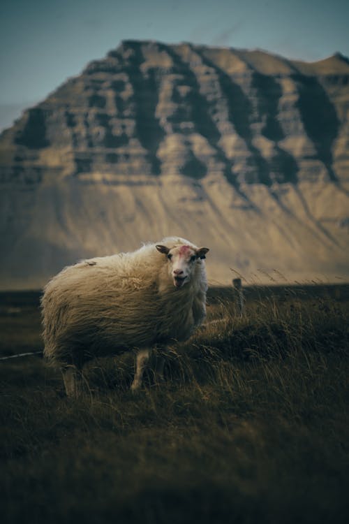 アイスランド羊, 動物の写真, 垂直ショットの無料の写真素材