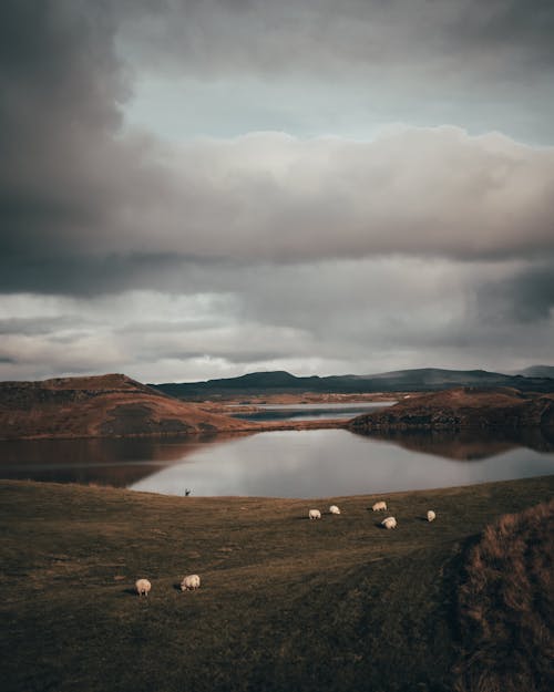 Бесплатное стоковое фото с вертикальный выстрел, облака, овца