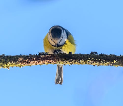 Close-up of a Eurasian Blue Tit