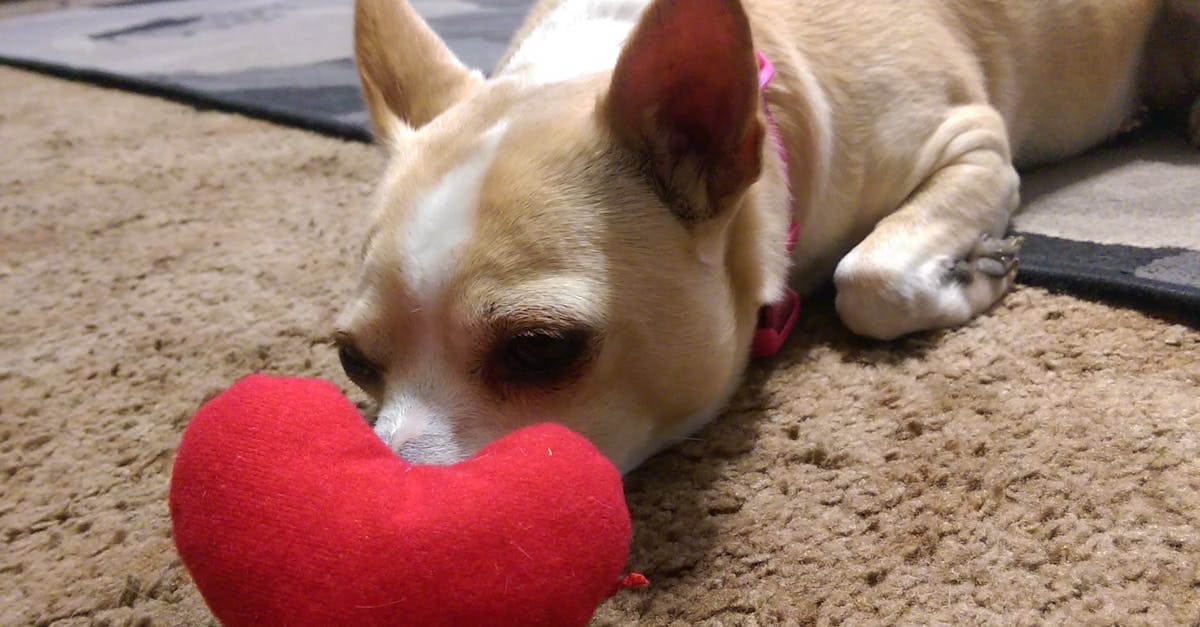 Free stock photo of chihuahua, heart, love
