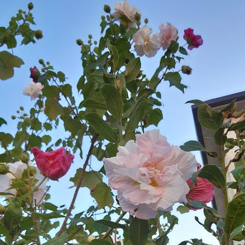 Darmowe zdjęcie z galerii z gardenia, krzak róży, kwiat