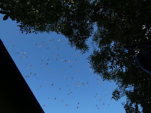 starlings