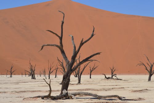 Dry Bare Trees on Desert
