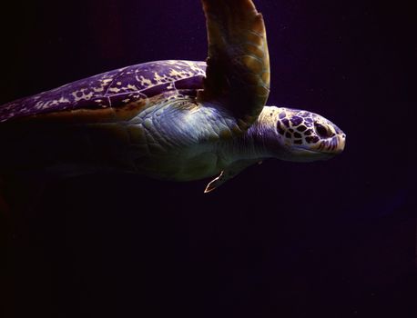 Explore the graceful movement of a sea turtle under purple lighting in a Vienna aquarium.