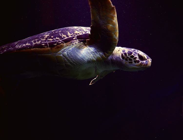 Turtle Diving In Sea