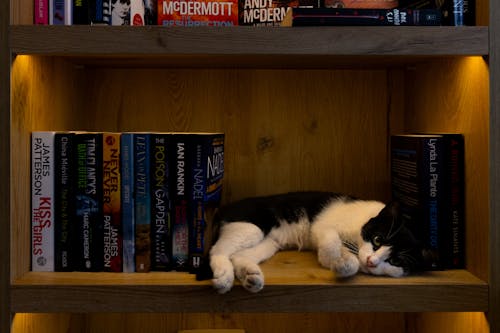 Foto d'estoc gratuïta de gat, gat blanc i negre, llibre