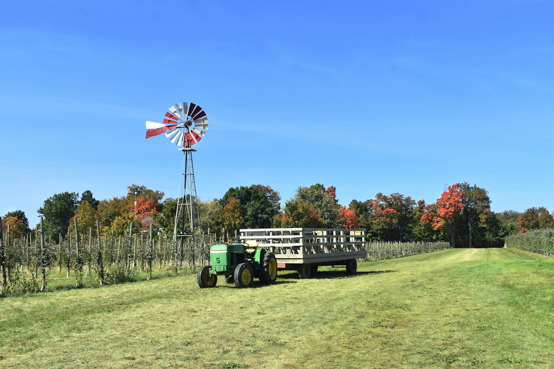 Tractor with Trailer in Vineyard