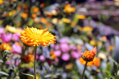 Free stock photo of flowers, yellow daisy