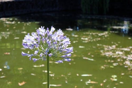 Immagine gratuita di fiore viola