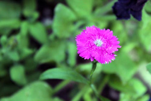 Free stock photo of magenta flower, purple flower