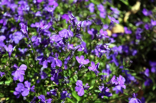 Free stock photo of purple flower
