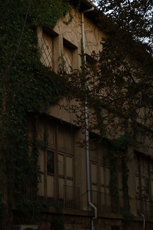 Free Atmospheric view of an ivy-covered building exterior in dim urban setting. Stock Photo