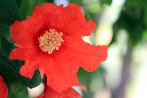 Free stock photo of red flower