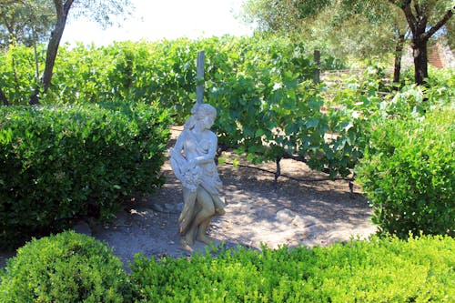 Free stock photo of statue, vineyard