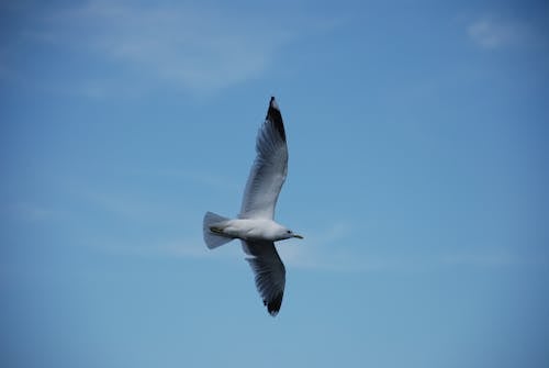 Kostenloses Stock Foto zu fliegen, freiheit, möwe