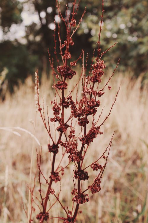 Free Detailed view of dried plant stems with seed pods in a natural meadow setting. Stock Photo