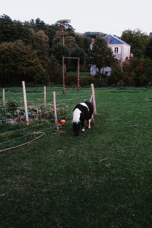 Pony by Fence in Village