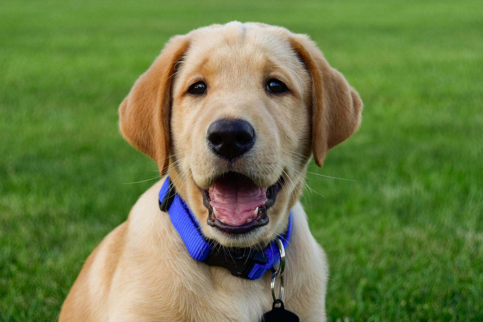 Le chiot au col bleu