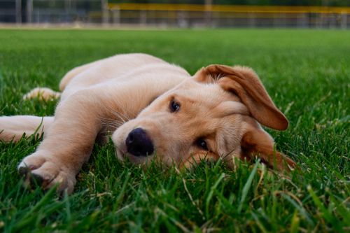Free Cute Labrador Retriever puppy lying on green grass in Mankato, Minnesota. Stock Photo