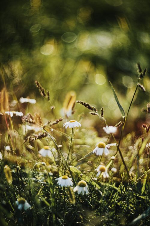Free A calming close-up of chamomile flowers in a sunlit summer meadow. Stock Photo