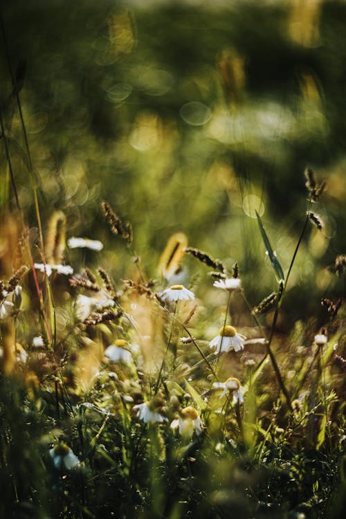 垂直拍摄, 夏天, 植物群 的 免费素材图片