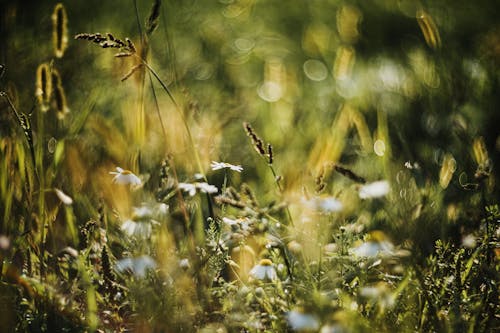 Close-up of Flowers and Grass on the Meadow 