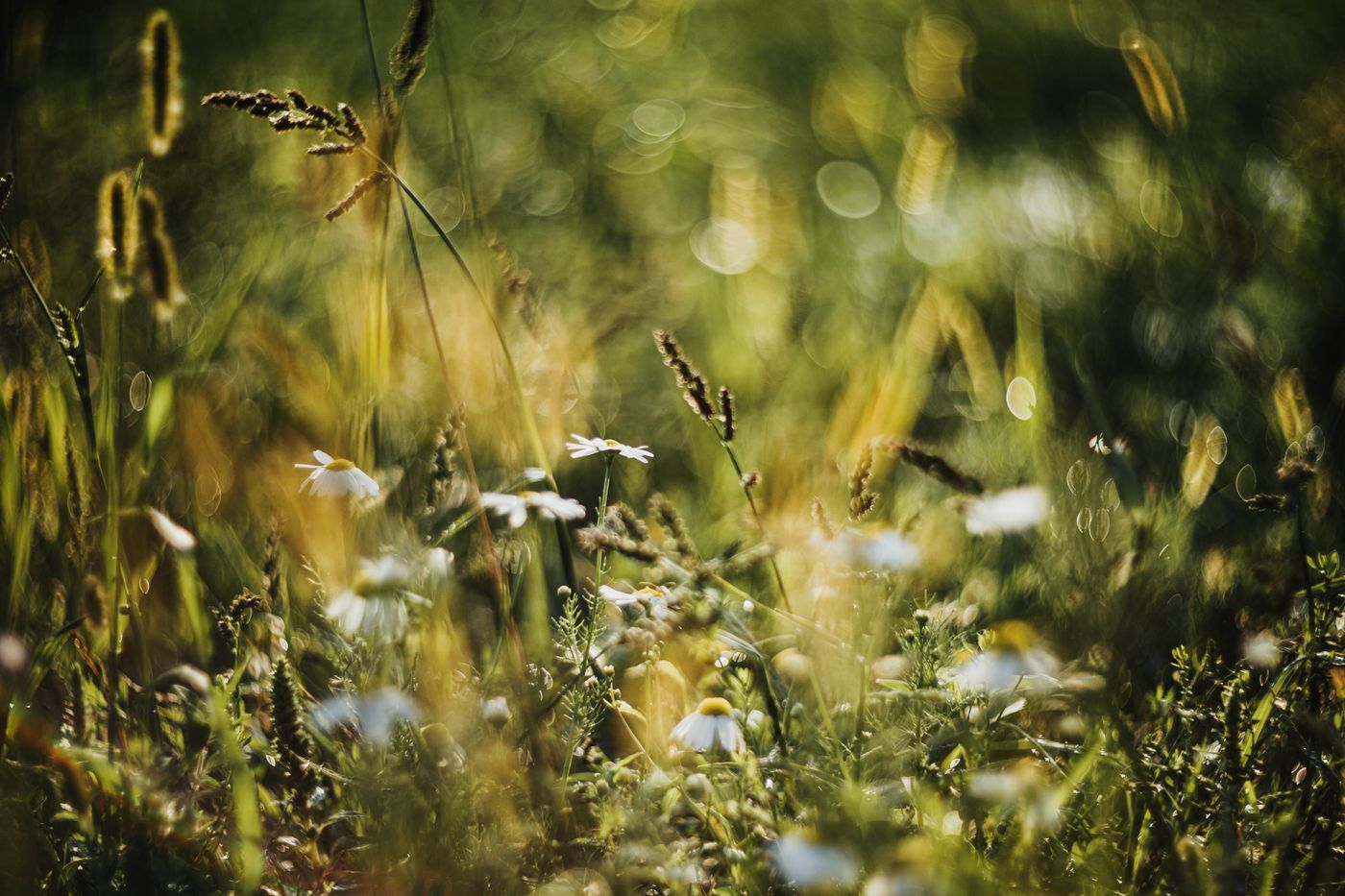 Sunlit summer meadow with wildflowers, photo by Helena Jankovičová Kováčová on Pexels