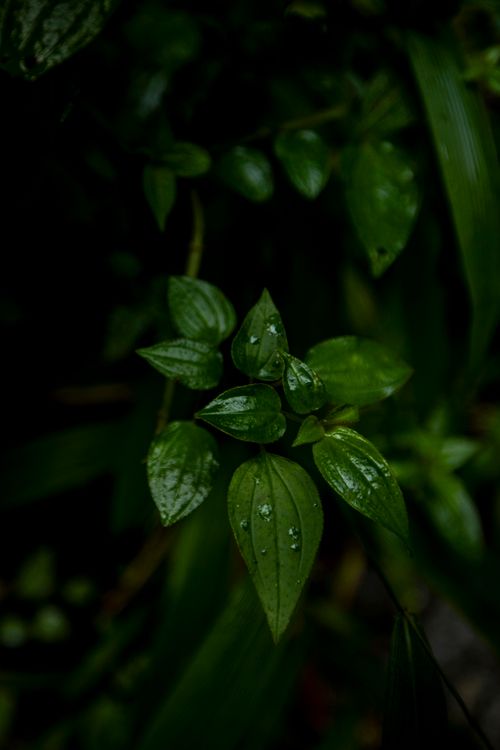 Free Detailed close-up of dewy leaves in a dark, natural setting, emphasizing freshness and growth. Stock Photo