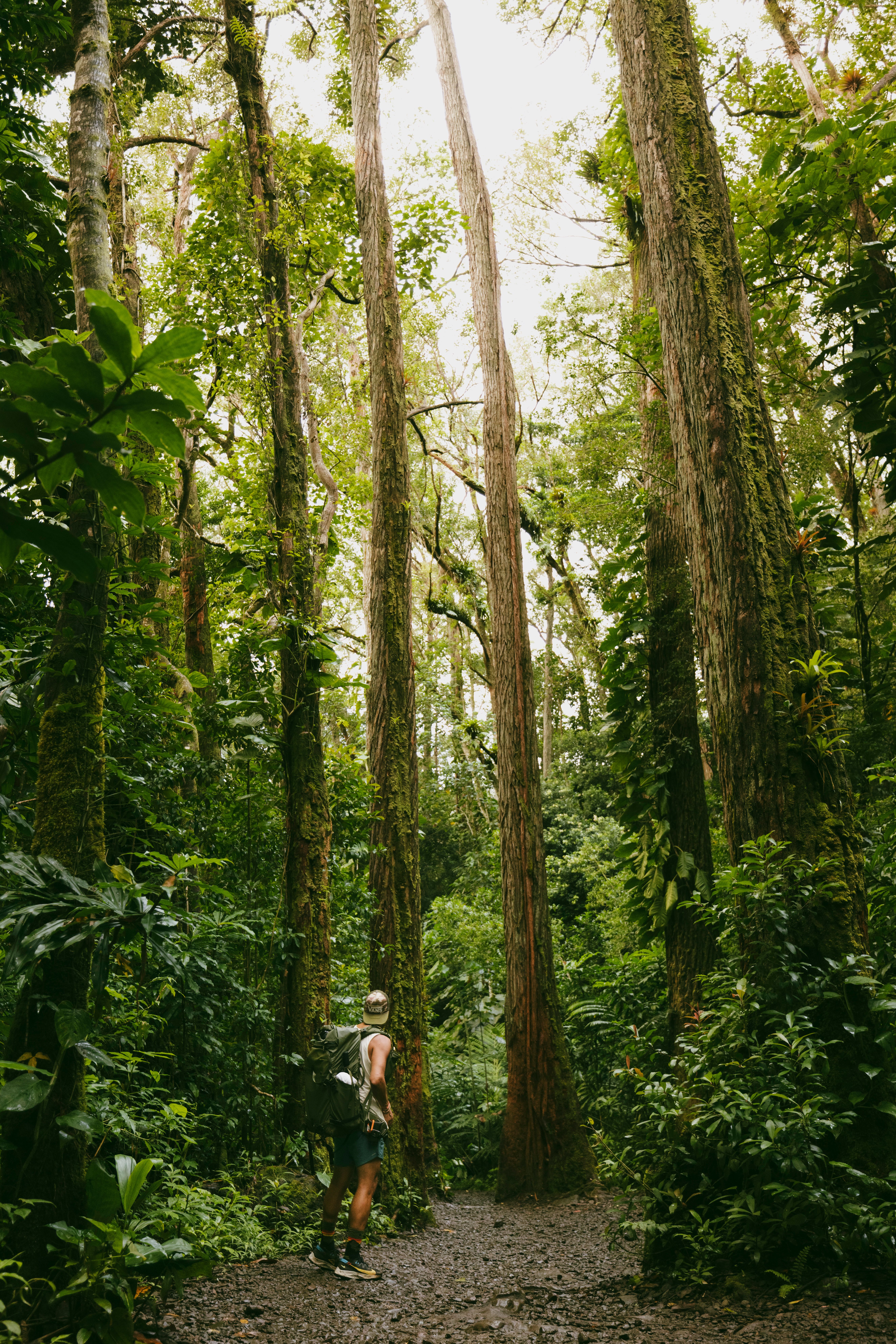 Photo of a Man Walking in a Rainforest · Free Stock Photo