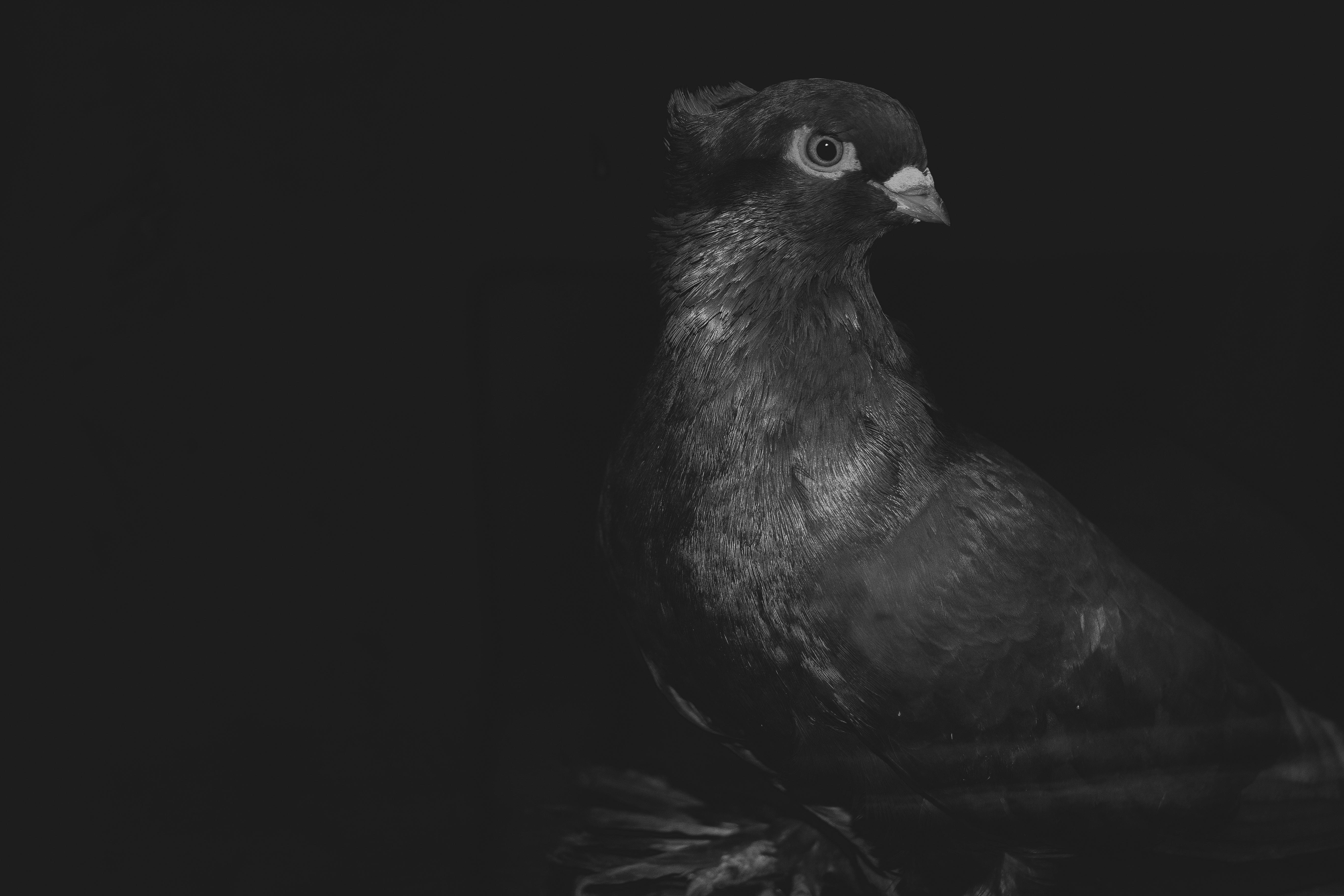 Free stock photo of bird, black and white