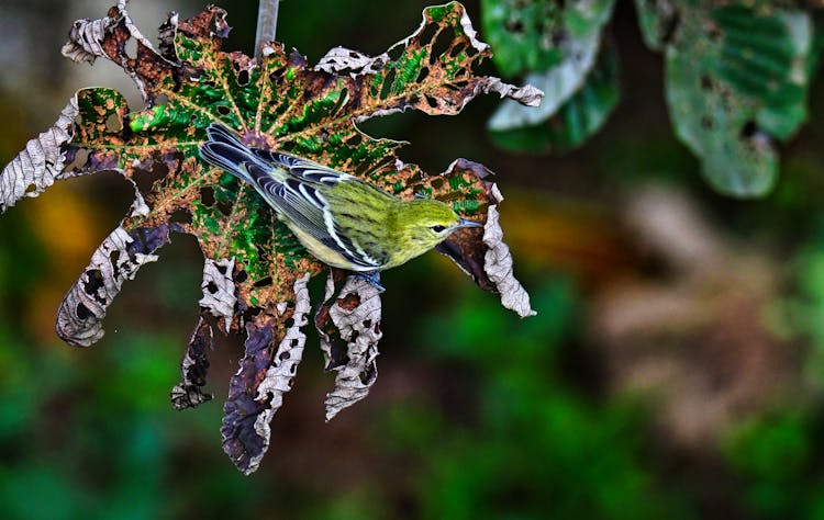 Warbler Bird On Leaf