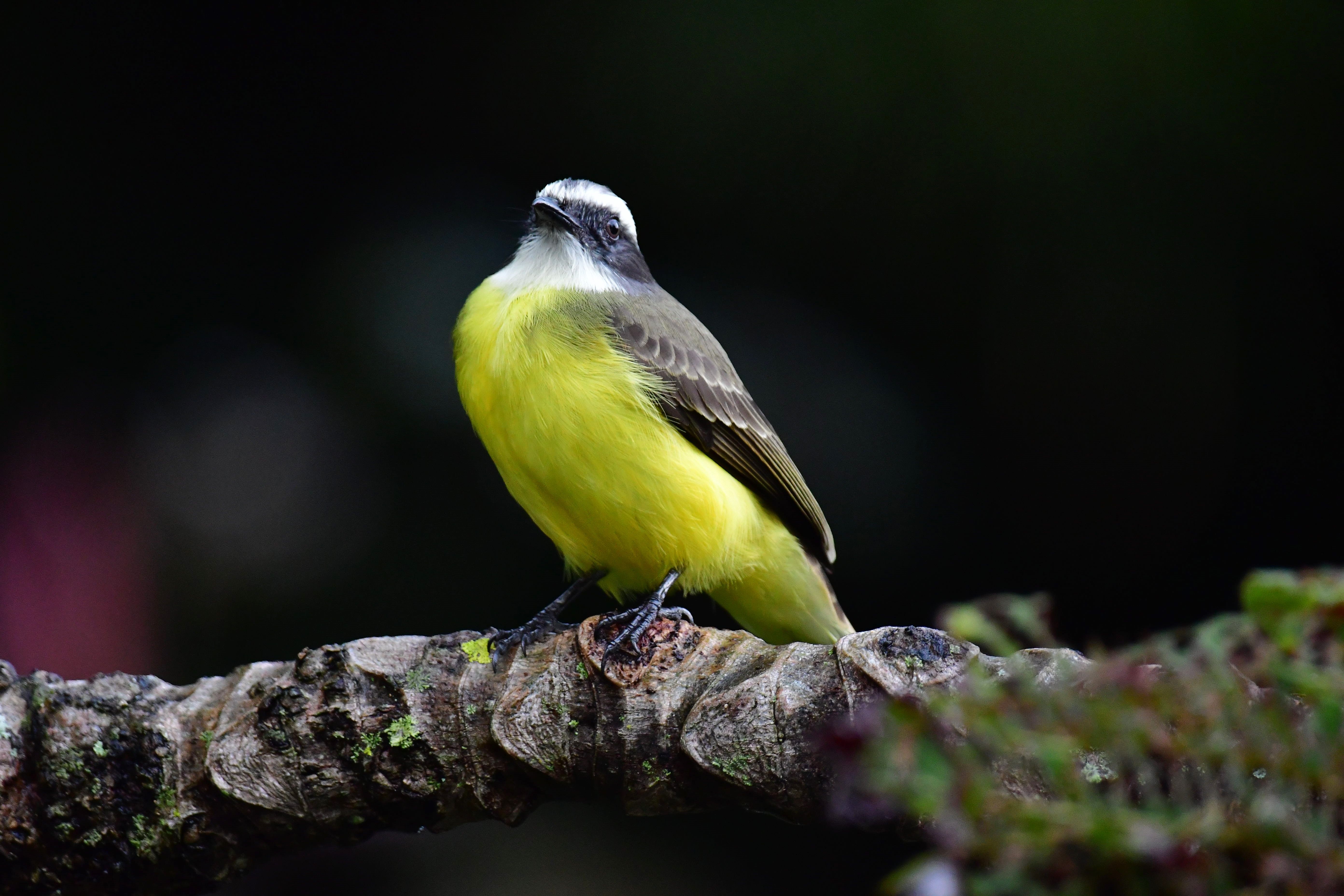 A close-up of a Grey-Capped Flycatcher perched on a branch in its natural habitat.