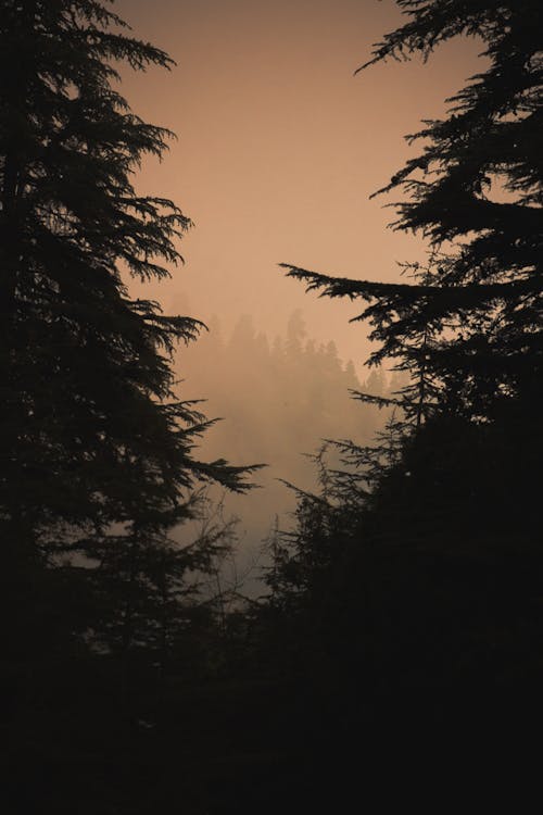 Fog over Evergreen Forest at Dusk