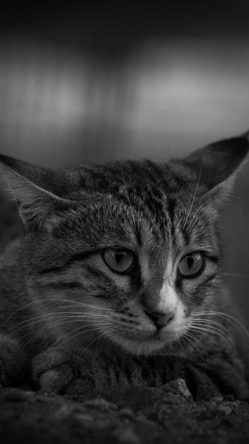 Free Monochrome close-up of a tabby cat lying down, conveying a calm and serene mood. Stock Photo