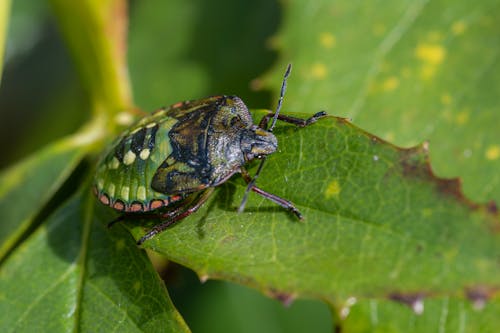 Close-Up Photo of a Green Beetle Crawling on a Leaf