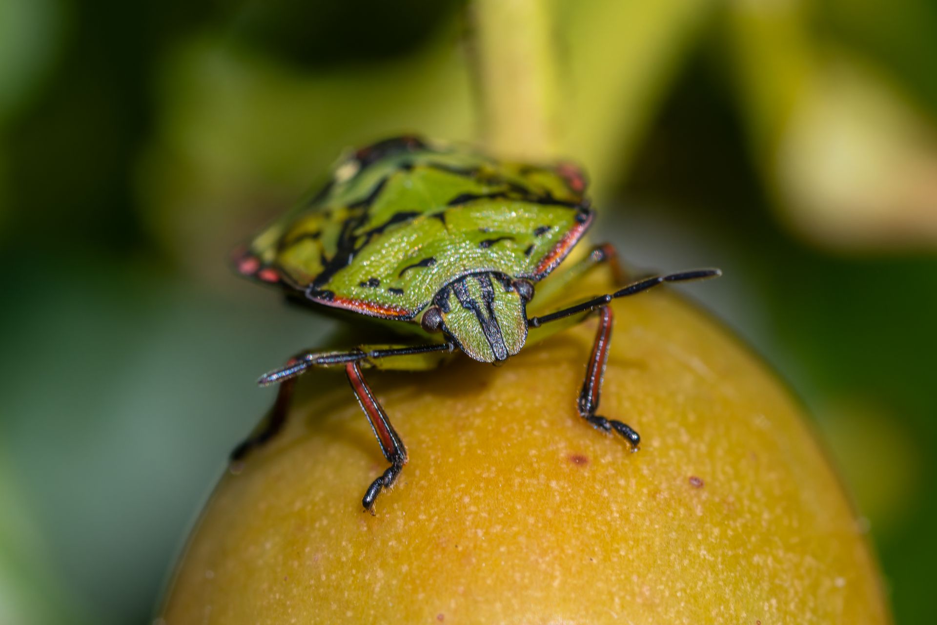 Green Beetle in Nature