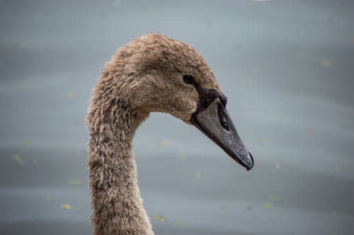 Close-up of a Young Swan 