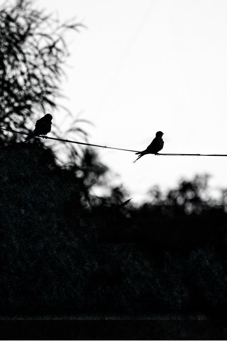 Silhouettes Of Birds Sitting On A Line Outside