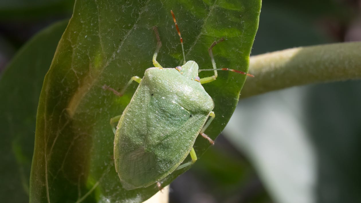 Základová fotografie zdarma na téma brouk